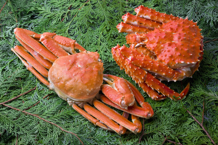 Snow Crab vs King Crab: Key Differences in Biology, Taste, and Price