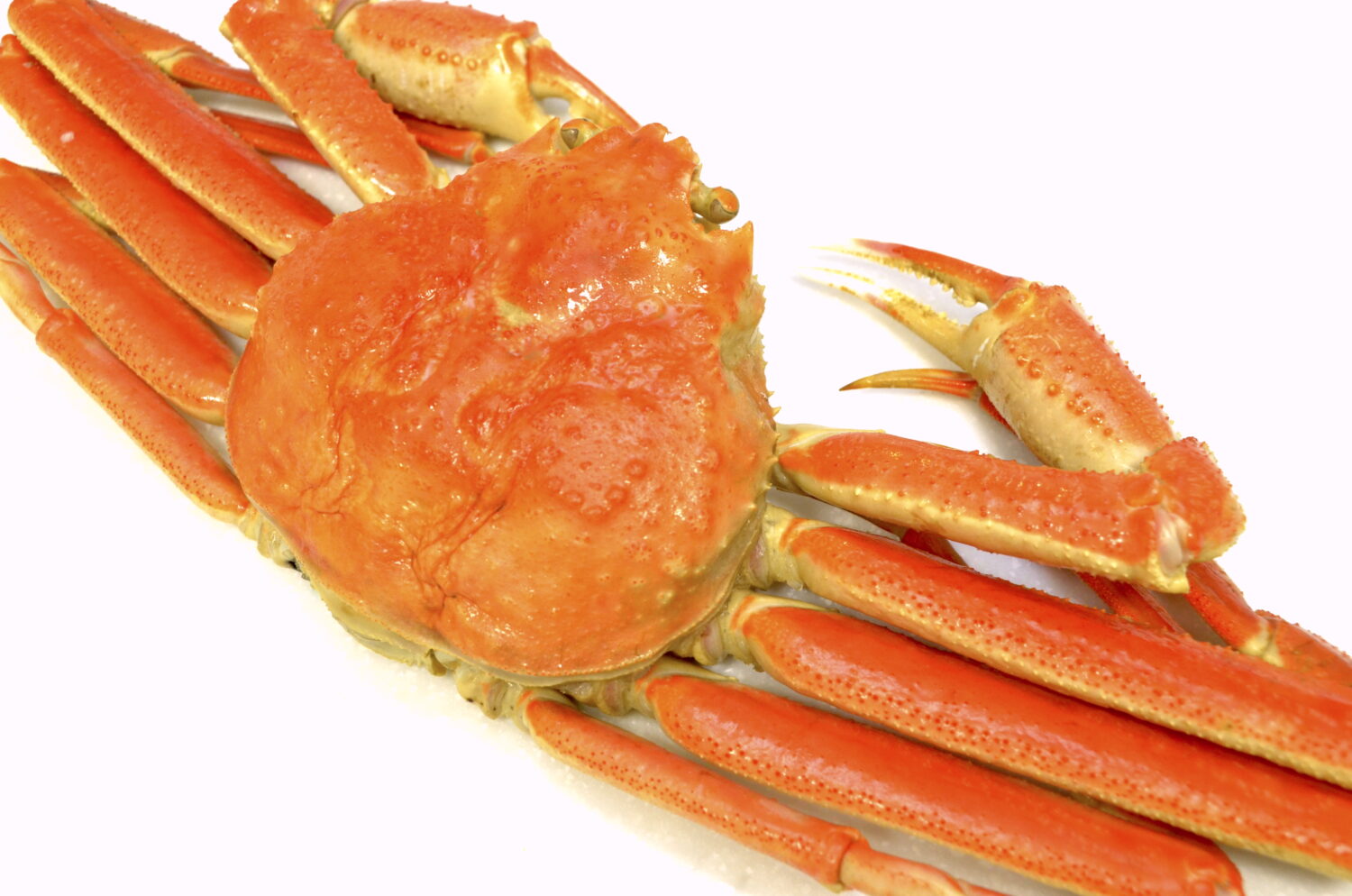 脚より胴の部分に身がたくさんある！　自宅で楽しむズワイガニの食べ方