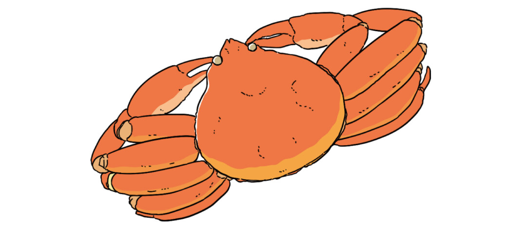 Enjoy the sweetness of juicy crab! “Snow crab” 