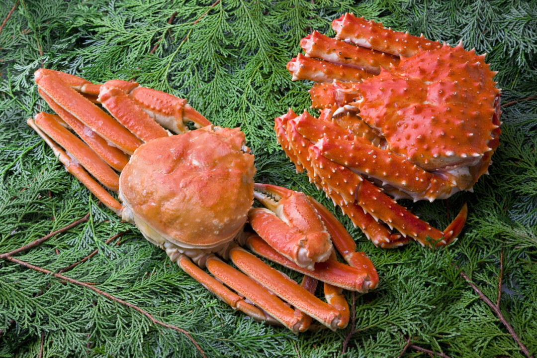 松叶蟹VS帝王蟹|从外观、味道、价格全面比较!哪一种更值得吃?